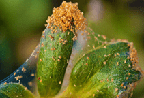 آشنایی با کنه‌کش‌های ترکیبات آلی گوگرد و قلع