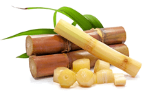 آشنایی با نیشکر علوفه‌ای