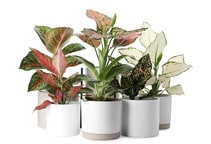 آشنایی با گیاه آگلونما و نحوه نگهداری آن