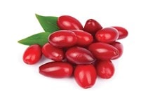 آشنایی با درخت زغال‌اخته و نحوه نگهداری از آن