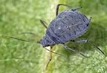 آشنایی با انواع شته‌ (قسمت دوم)