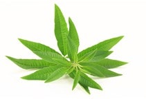 آشنایی با گیاه صنعتی و دارویی به لیمو