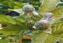 آشنایی با سایر کنه‌کش‌ها (قسمت اول)