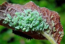 آشنایی با انواع شته‌ (قسمت سوم)