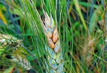 آشنایی با قارچکش‌های ترکیبات بنزن