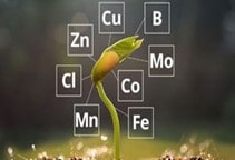 آشنایی با نقش عناصر ریزمغذی در تغذیه گیاهان (قسمت دوم)