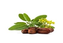 آشنایی با زراعت جوجوبا