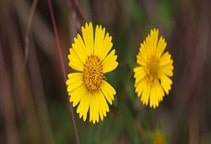 آشنایی با زراعت دان‌سیاه