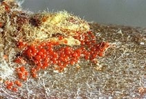 آشنایی با سایر کنه‌کش‌ها (قسمت دوم)