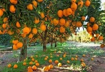 آشنایی با ریزش گل و میوه در مرکبات