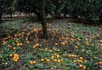 آشنایی با راهکارهای کنترل ریزش گل و میوه در مرکبات