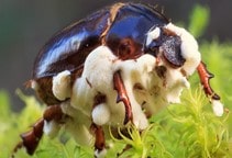 آشنایی با کنترل میکروبی حشرات (قسمت پنجم)