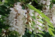 آشنایی با درخت اقاقیا و نحوه نگهداری آن