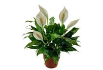 آشنایی با گیاه اسپاتی فیلوم و نحوه نگهداری آن