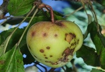 آشنایی با قارچ‌کش‌های ترکیبات فنل و نیتروفنل