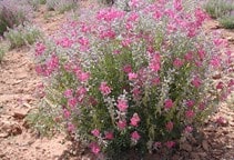 آشنایی با زراعت گون علوفه‌ای 