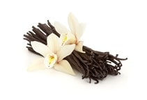 آشنایی با کاشت و پرورش وانیل 