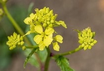 آشنایی با طبقه‌بندی علفکش‌ها (قسمت پنجم)