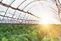 آشنایی با سیستم‌های نوری در گلخانه