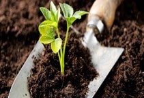 آشنایی با هورمون براسینواستروئید و نقش آن در گیاه