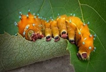 آشنایی با کنترل میکروبی حشرات (قسمت ششم)