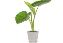 آشنایی با گیاه بابا آدم و نحوه نگهداری آن