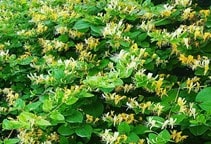 آشنایی با درخت پیچ امین الدوله و نحوه نگهداری آن