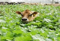 آشنایی با زراعت کلزای علوفه‌ای 