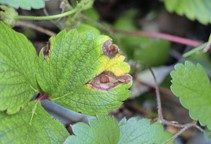 آشنایی با طرز تاثیر سموم شیمیایی (قسمت اول)