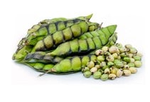 آشنایی با زراعت نخود دانه کبوتری