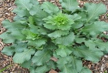 آشنایی با سبزی محلی چوچاق