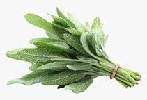 آشنایی با گیاه دارویی مریم‌گُلی 