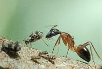 آشنایی با انواع شته‌ (قسمت پنجم)