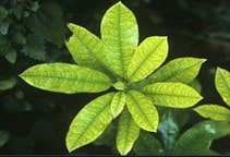 آشنایی با کمبود عناصر غذایی در گیاهان