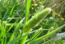 آشنایی با طبقه‌بندی علفکش‌ها (قسمت ششم)