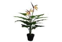 آشنایی با گیاه پرنده بهشتی و نحوه نگهداری آن