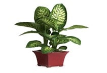 آشنایی با گیاه دیفن باخیا و نحوه نگهداری آن