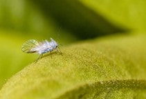 آشنایی با انواع شته‌ (قسمت ششم)