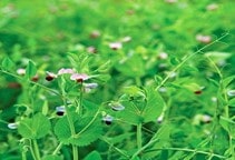 آشنایی با زراعت نخود علوفه‌ای