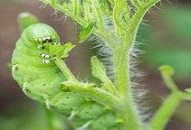آشنایی با کنترل میکروبی حشرات (قسمت هشتم)