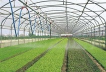 آشنایی با سیستم مه‌پاش در گلخانه