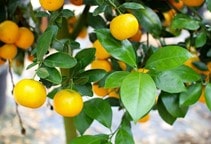 آشنایی با روش‌های کوددهی در باغ مرکبات