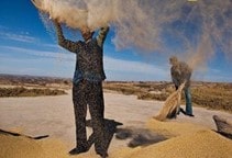 آشنایی با روش‌های بوجاری بذر