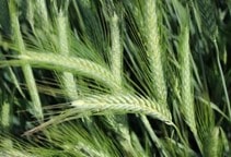 آشنایی با زراعت تریتیکاله علوفه‌ای