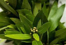 آشنایی یا گیاه دارویی برگ بو