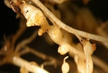 آشنایی با زمینه تاریخی کنترل زیستی نماتدها