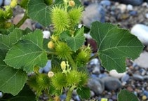 آشنایی با طبقه‌بندی علفکش‌ها (قسمت هشتم)