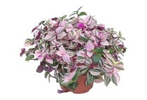 آشنایی با گیاه برگ بیدی و نحوه نگهداری آن