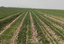 آشنایی با کاشت روی پشته‌های بلند و عریض