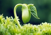 آشنایی با نیازهای محیطی جوانه‌زنی بذر (قسمت دوم)